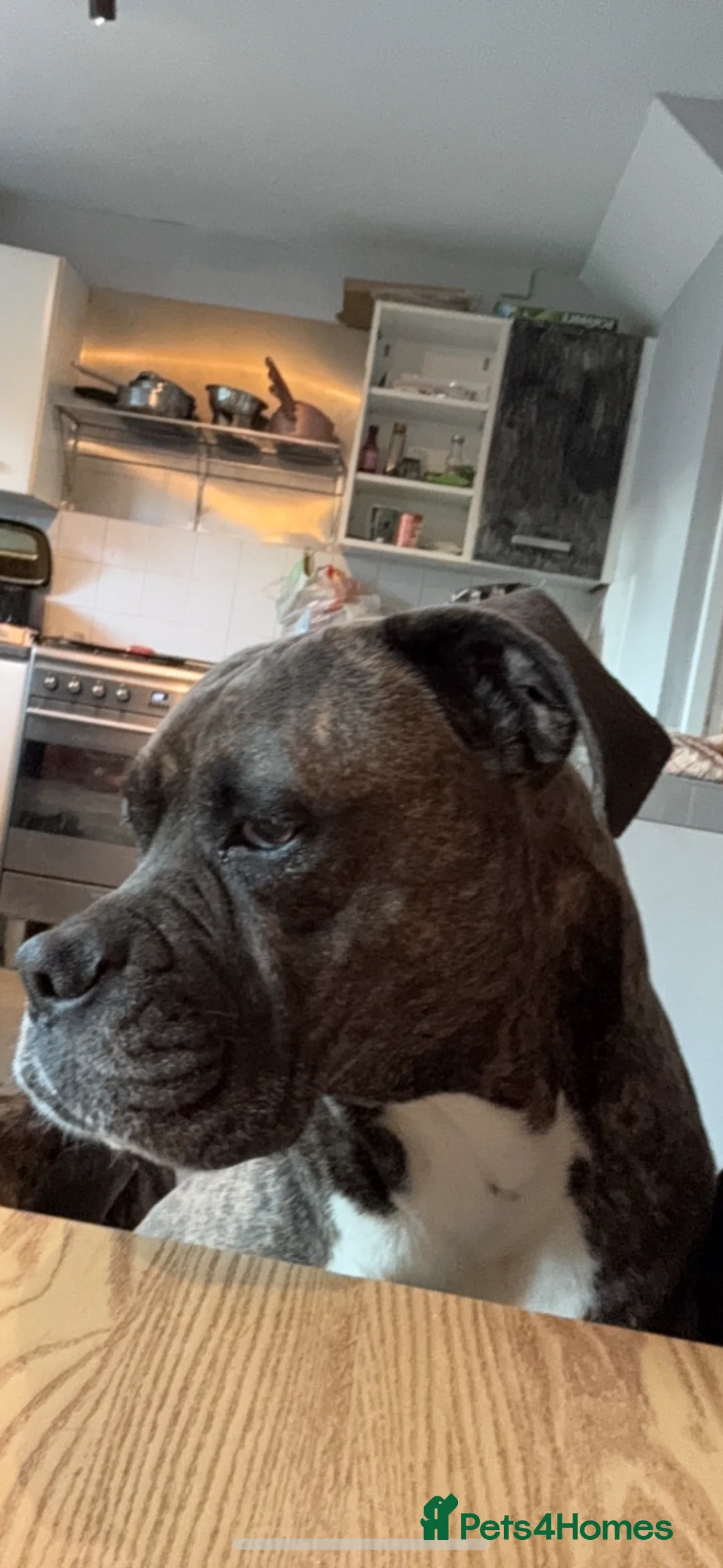Mixed Breed dogs for sale: 6 year old boxer x perfect for a family   - Advert 5
