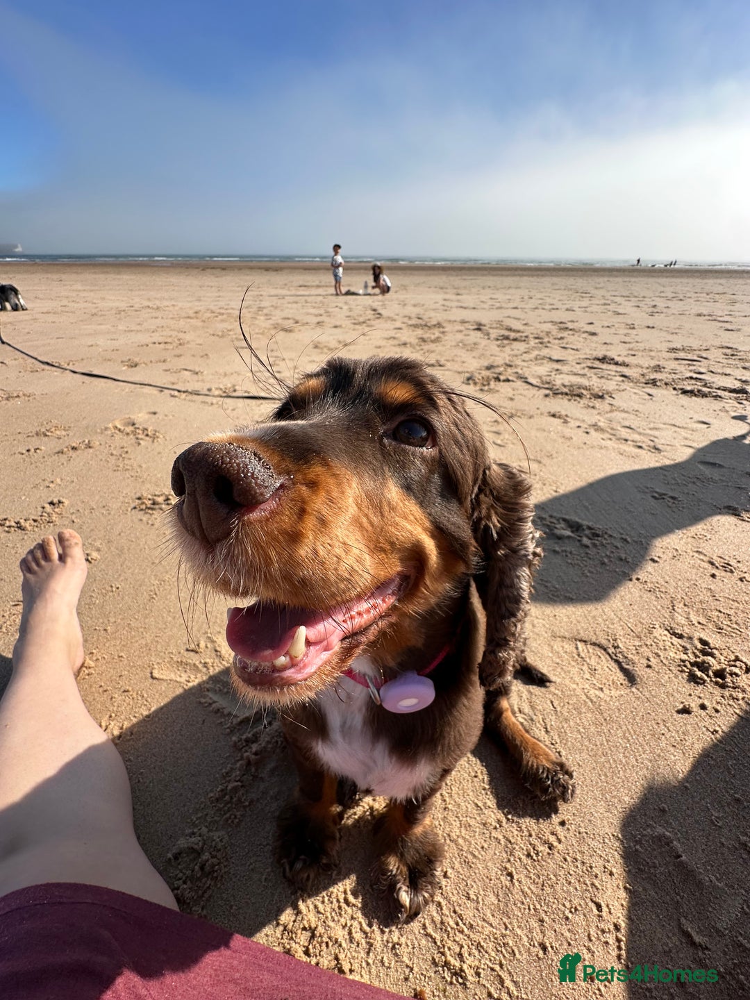 Cocker Spaniel dogs for sale: Cocker Spaniel puppies: Interest list - Advert 7