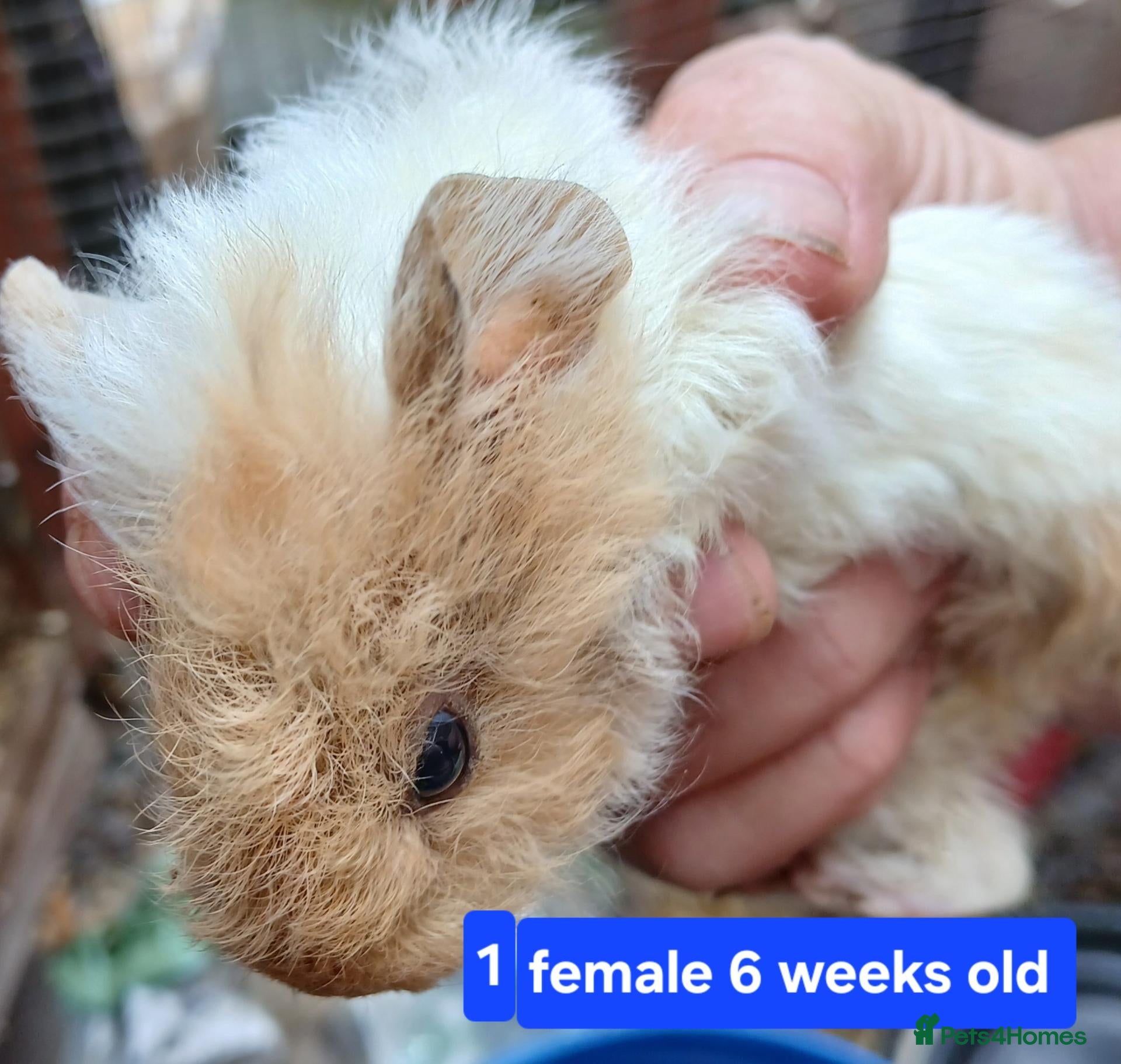 Guinea Pig rodents Guinea pigs  - Advert 2