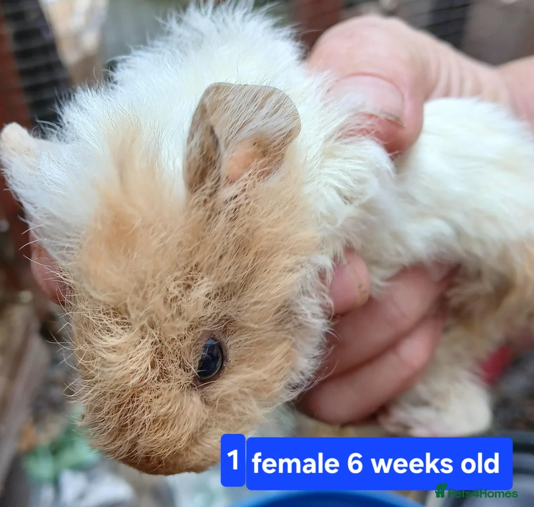 Guinea Pig rodents for sale: Guinea pigs  - Advert 1