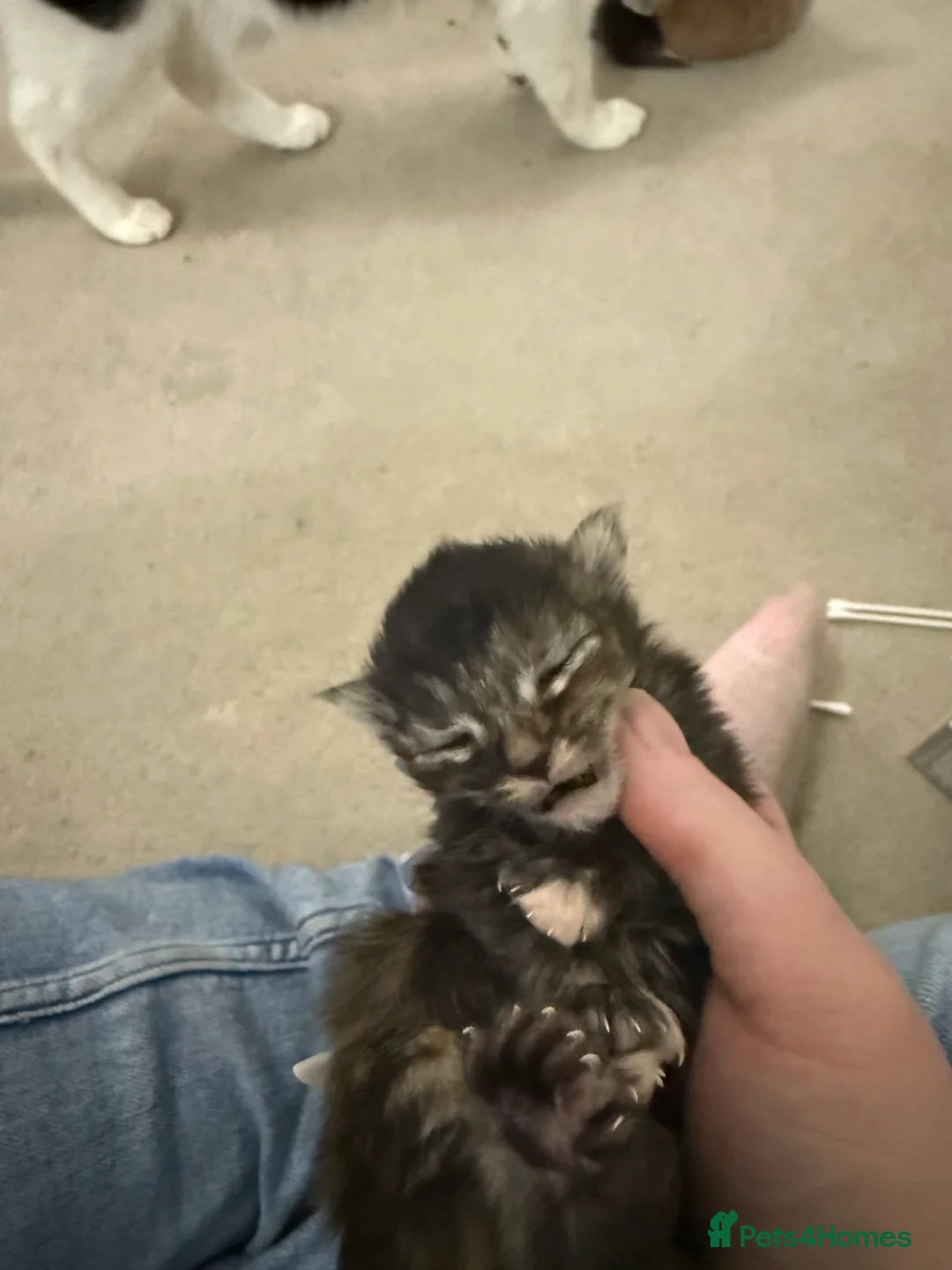 Maine Coon cats for sale: Polydactyl Maine Coon Kittens.  - Advert 7