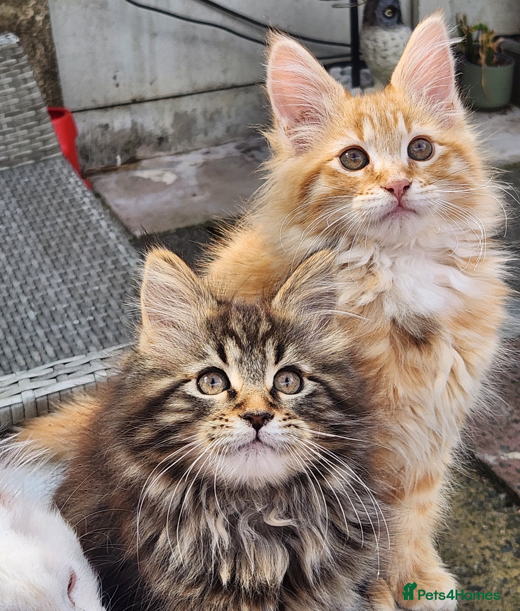 Maine Coon cats Maine Coons Ready Now!! 4 male 1 female  - Advert 5