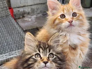 Maine Coon cats Maine Coons Ready Now!! 4 male 1 female - Advert 5