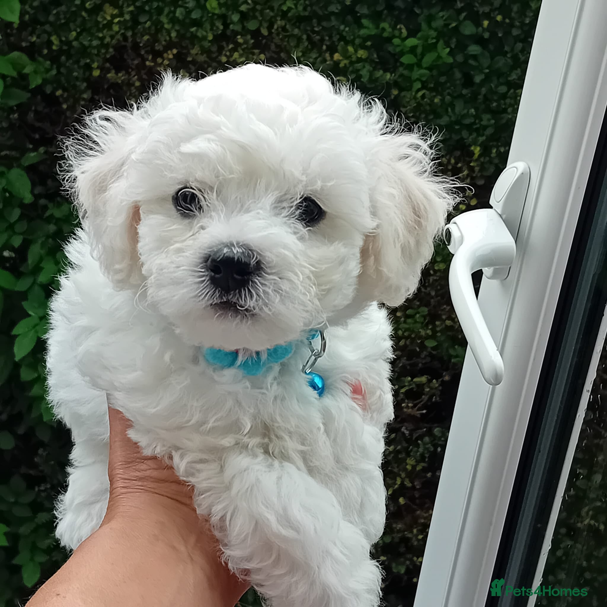 Bichon Frise dogs Bichon Frise (2 boys and 4 girls) - Advert 2