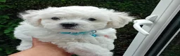 Bichon Frise dogs for sale: Bichon Frise (3 girls left ) - Advert 3