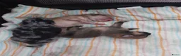 Pomeranian dogs for sale: Pomeranian puppies - Advert 9
