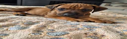Rhodesian Ridgeback dogs for sale: KC Registered Rhodisian Ridgebacks  - Advert 26
