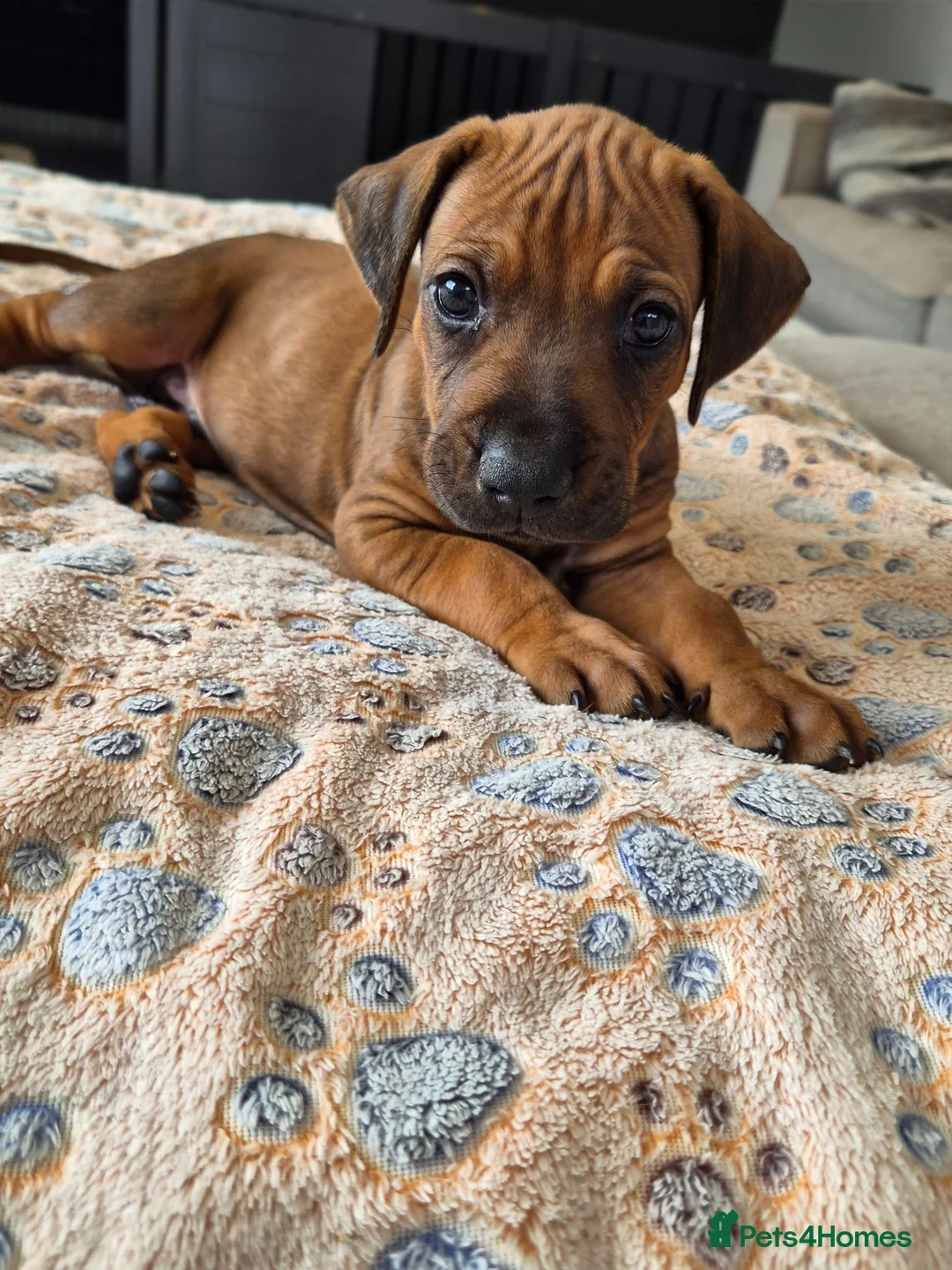 Rhodesian Ridgeback dogs for sale: KC Registered Rhodisian Ridgebacks  - Advert 26