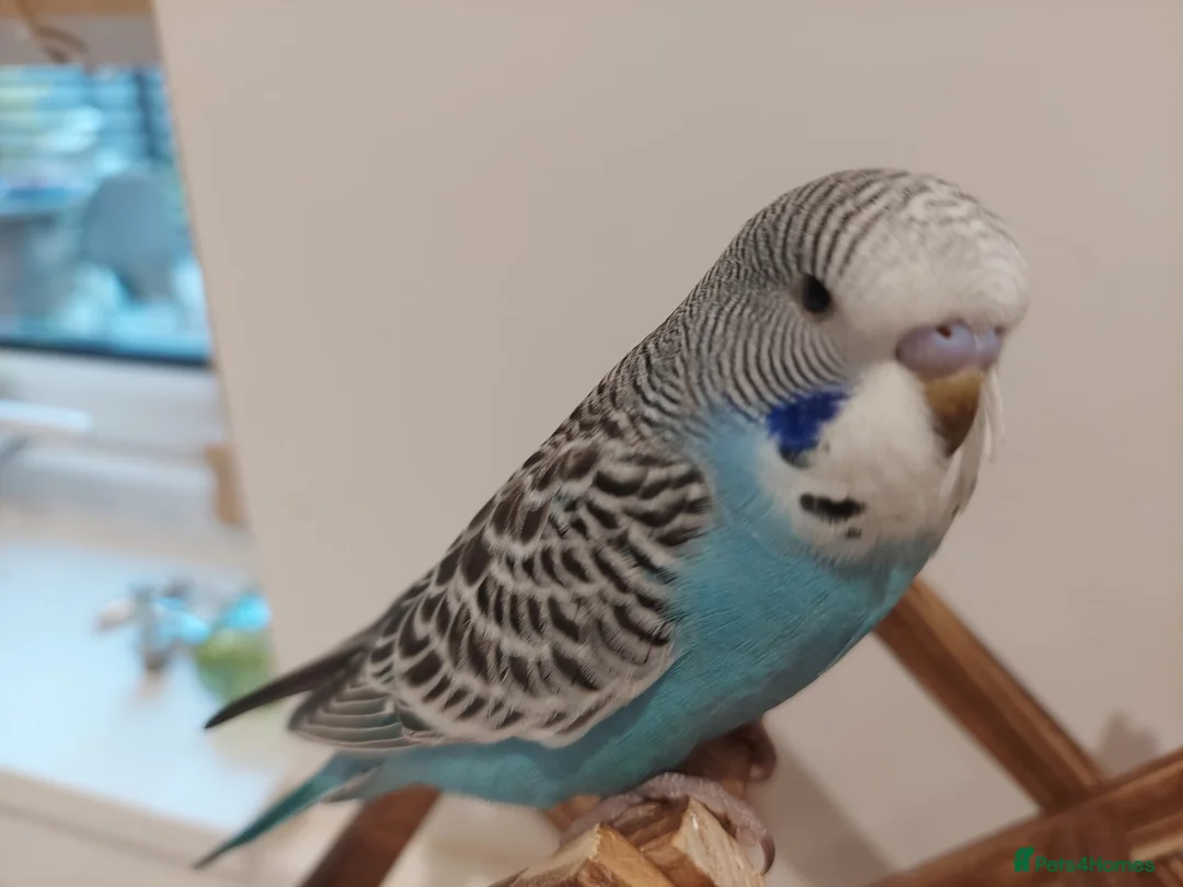 Budgerigars birds for sale: Tame Baby Budgies SOLD - Advert 3