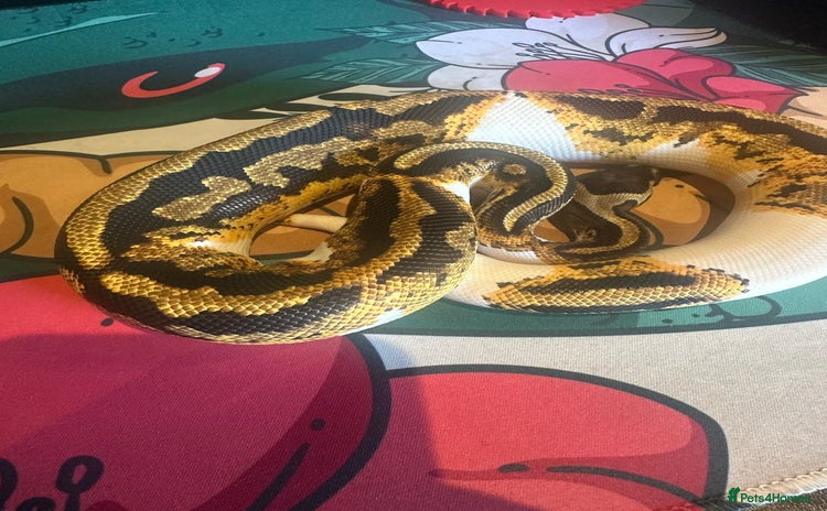 Python Snake reptiles - Advert 2