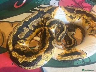 Python Snake reptiles - Advert 24
