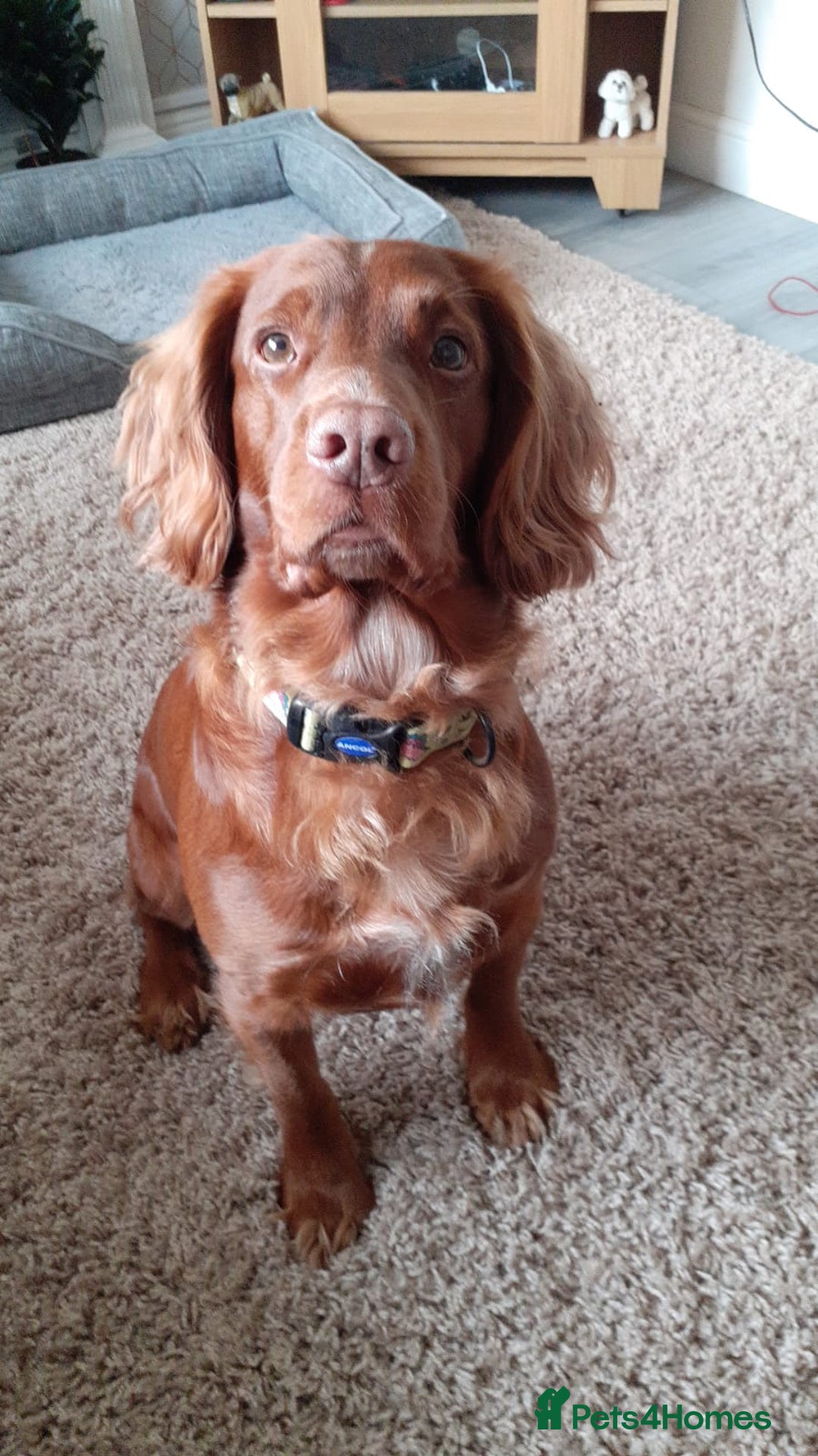 Cocker Spaniel dogs for stud: KC Registered Red Working Cocker Spaniel Stud - Advert 3