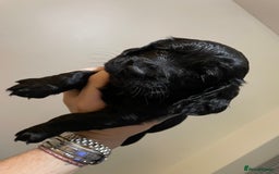 Cocker Spaniel dogs for sale: Beautiful kc registered working cocker spaniels - Image 5