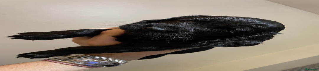 Cocker Spaniel Puppy 1