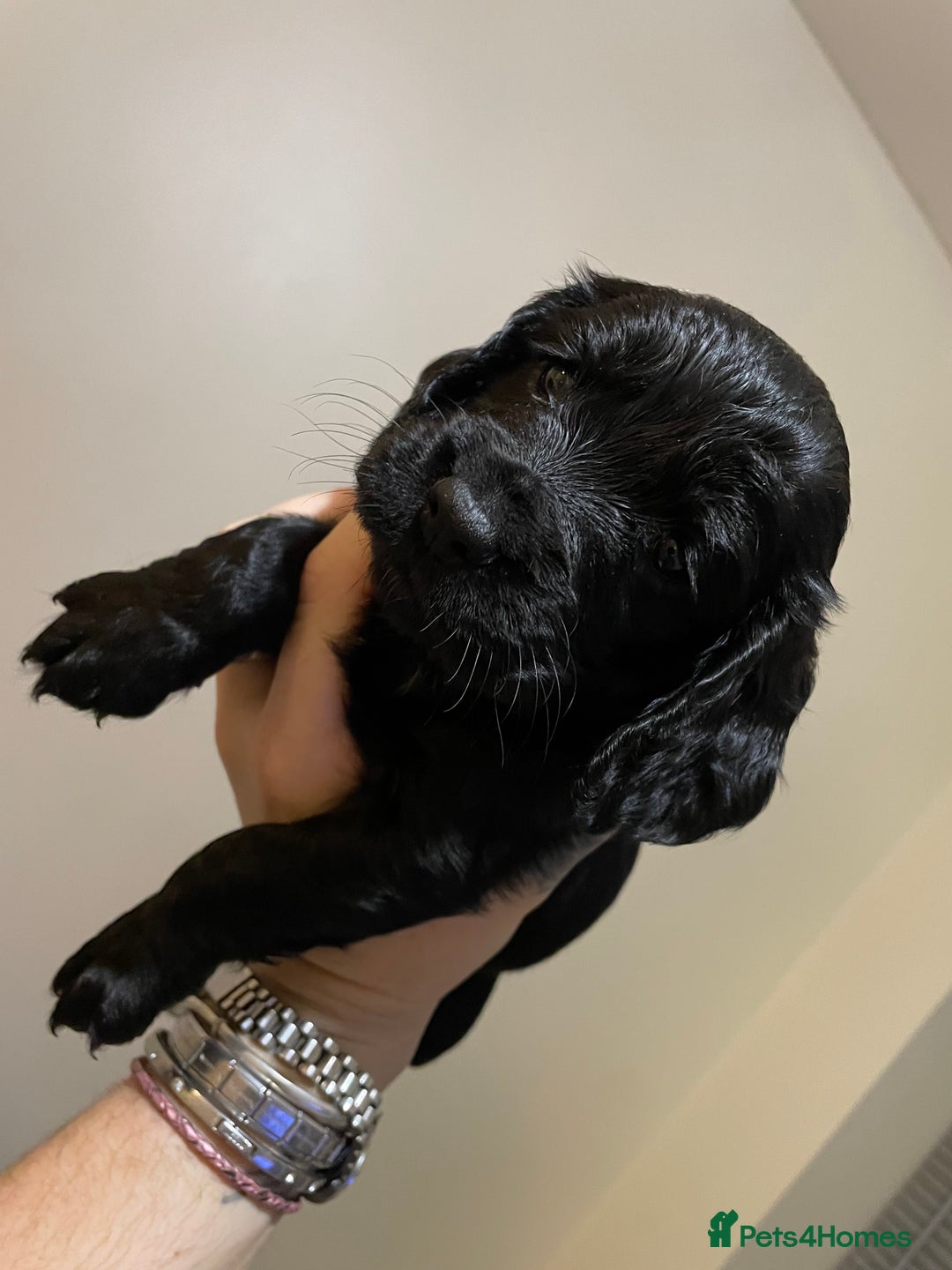 Cocker Spaniel dogs for sale: Beautiful kc registered working cocker spaniels - Image 5