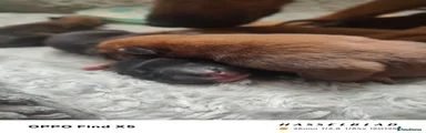 Mixed Breed 2