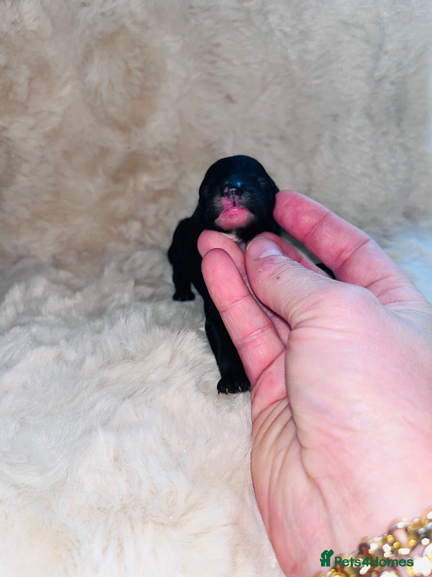 Miniature Poodle dogs 5 star Miniature poodle puppies  - Advert 1