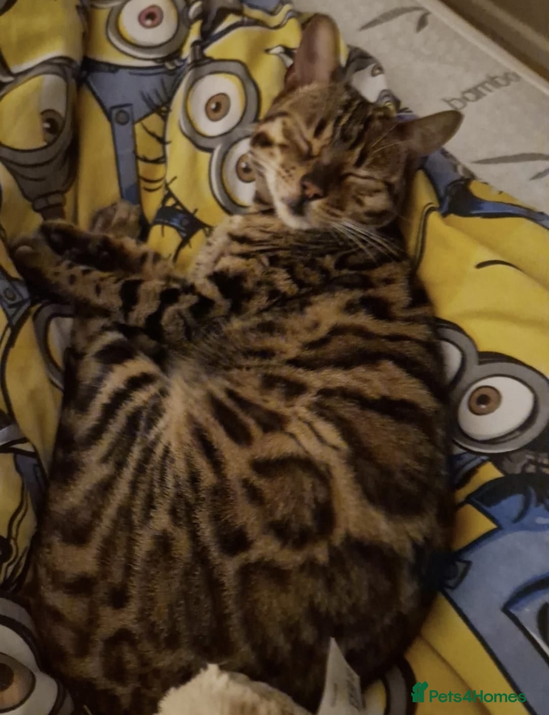 Bengal cats Gorgeous bengal boy - Advert 3