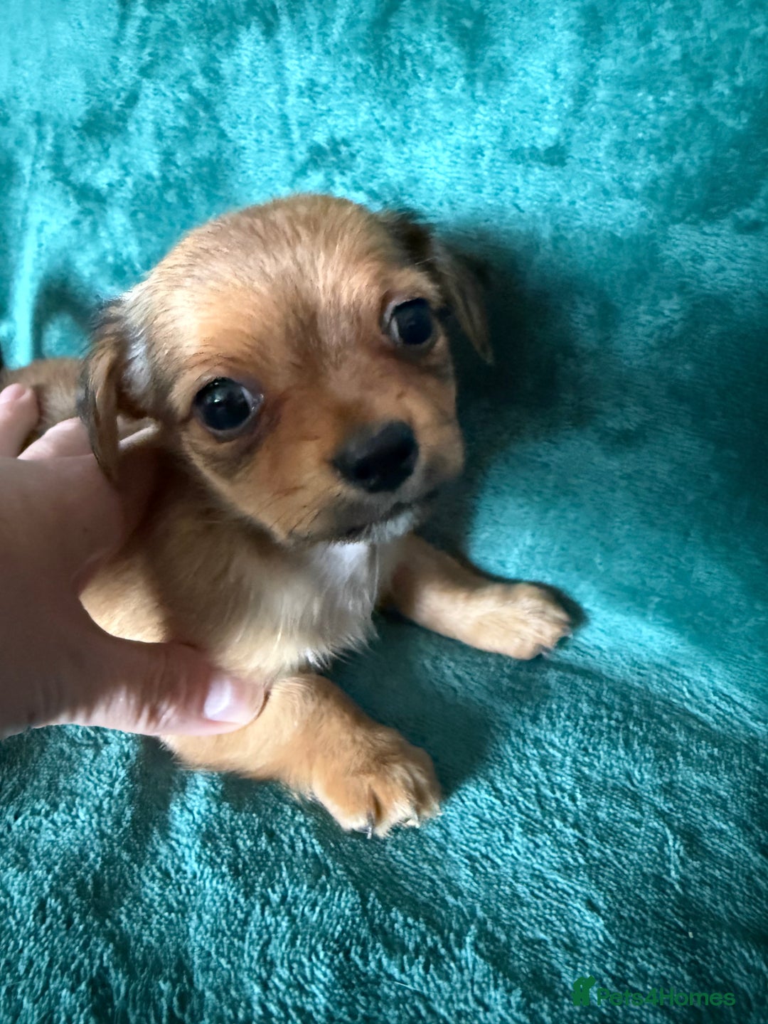 Chihuahua dogs for sale: Chihuahua X Puppies - Image 12