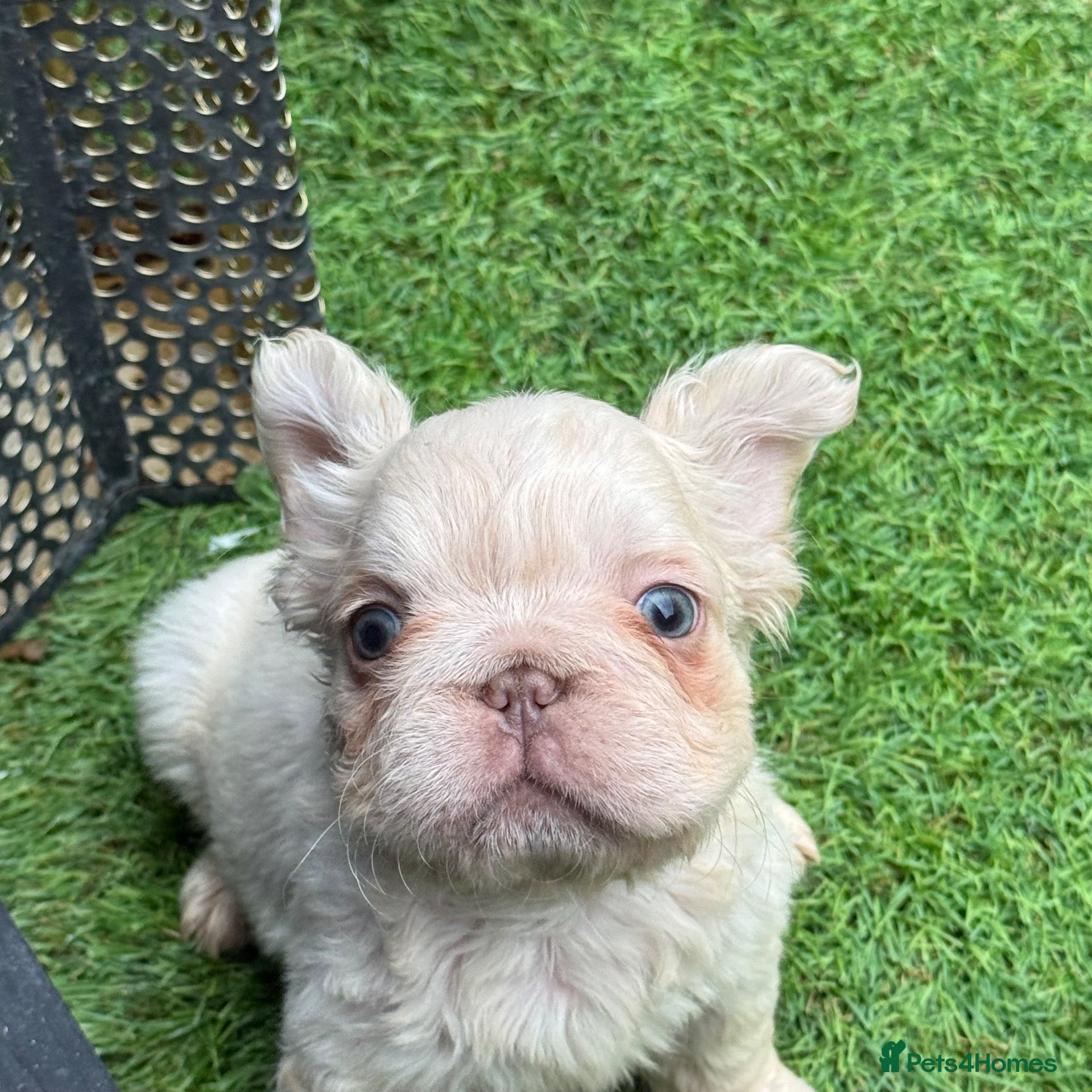 French Bulldog dogs REDUCED FlOODLE /French bulldogs - Advert 2
