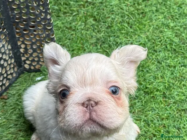 French Bulldog dogs for sale: REDUCED FlOODLE /French bulldogs - Advert 2