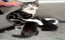 Domestic Shorthair cats for sale: Black kitties available to go  - Image 6