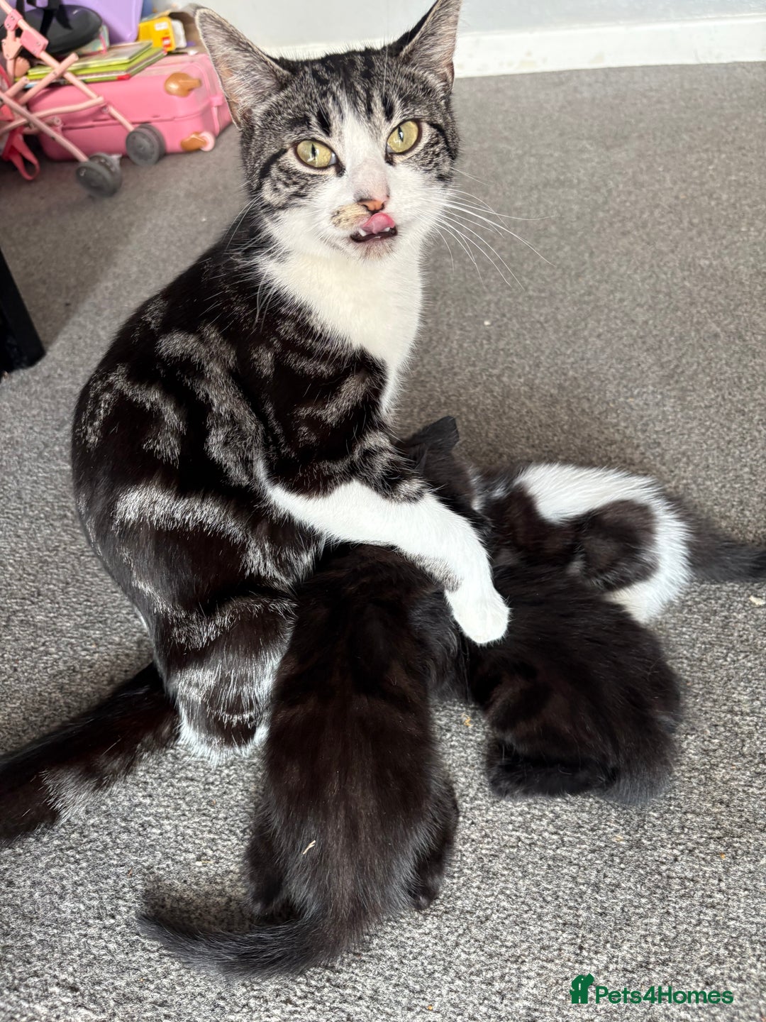 Domestic Shorthair cats for sale: Black kitties available to go  - Image 6