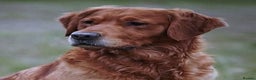 Golden Retriever dogs for stud: Dark golden retriever at stud  - Advert 1