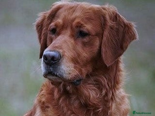 Golden Retriever dogs - Advert 14