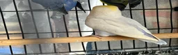 Lovebirds birds for sale: Pale Fallow Lovebirds  - Advert 11