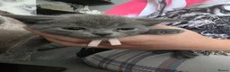 British Shorthair cats for sale: BSH cross kittens pure grey ready now - Advert 10