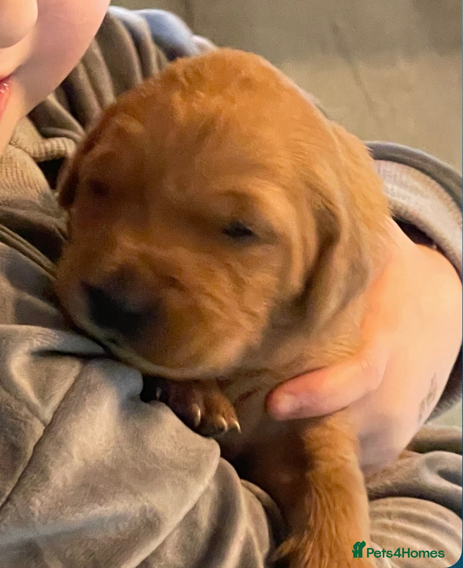 Golden Retriever dogs Beautiful dark golden retrievers KC Registered - Advert 5