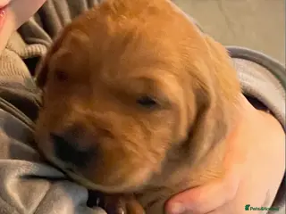 Golden Retriever dogs Beautiful dark golden retrievers KC Registered - Advert 5