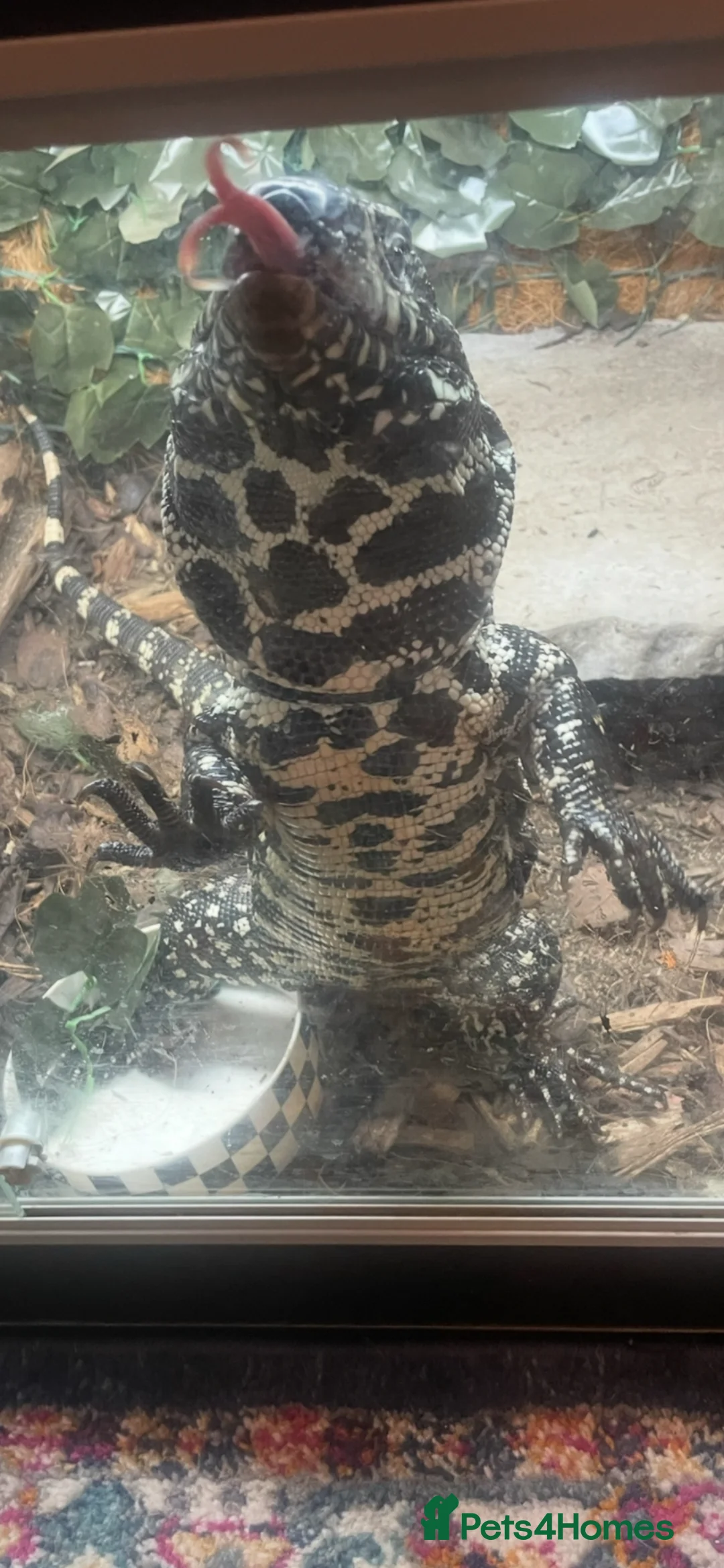 Lizard reptiles for sale: Black and white Argentinian tegu  in Plymouth - Advert 6