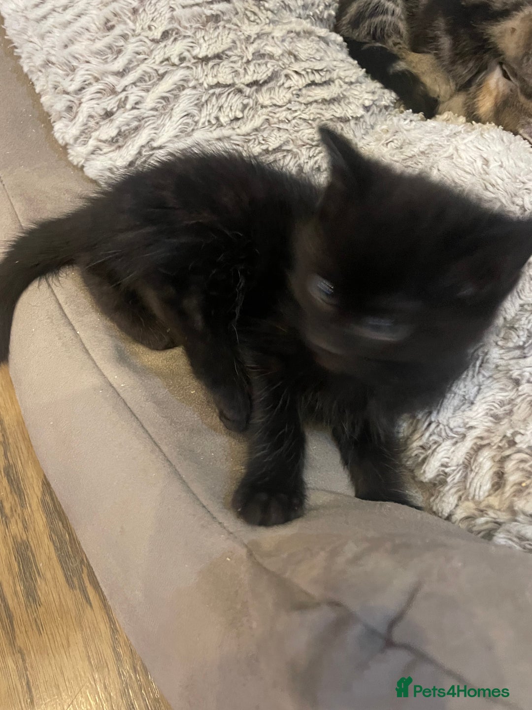 Mixed Breed cats for sale: Ragdoll cross kittens  - Advert 5