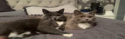 British Shorthair cats for sale: British shorthair mix ragdoll Zeus and enzo in Bradford - Advert 5