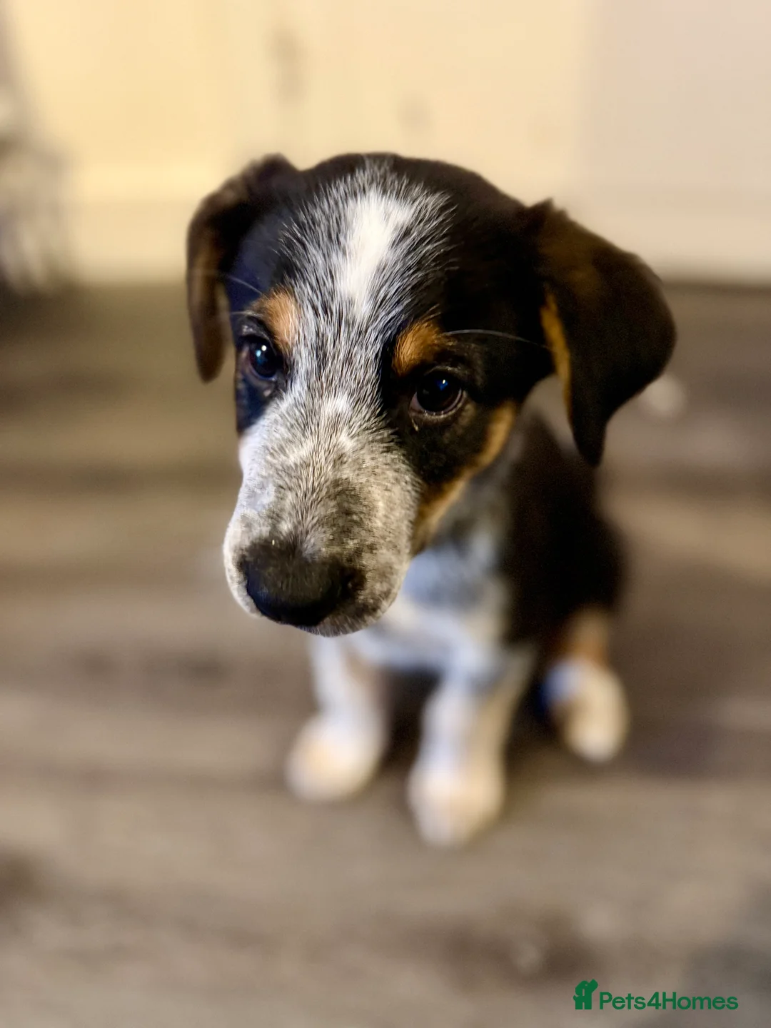 Border Collie dogs for sale: Buddy - Advert 5