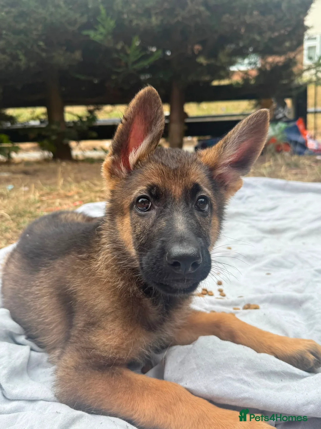 German Shepherd dogs for sale: Stunning Pure breed working line German shepherd  - Advert 2