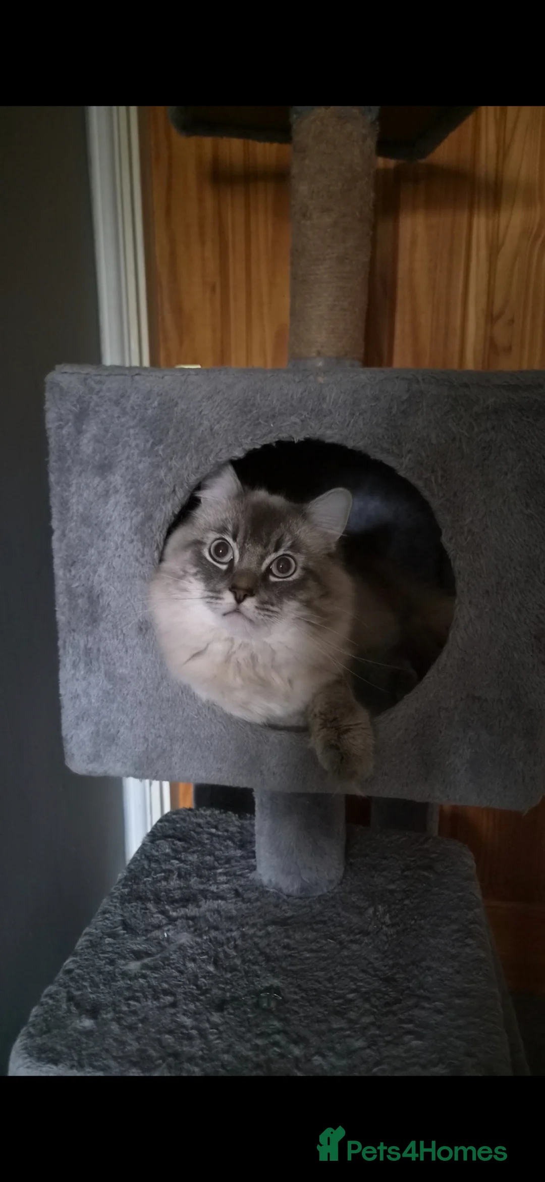 Ragdoll cats for sale: Ragdoll Cat  in Norwich - Advert 1