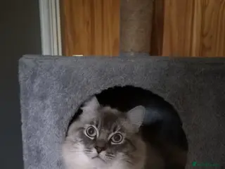 Ragdoll cats Ragdoll Cat - Advert 7