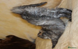Maine Coon cats for sale: Beautiful GCCF registerd Maine Coon Girls - Image 7
