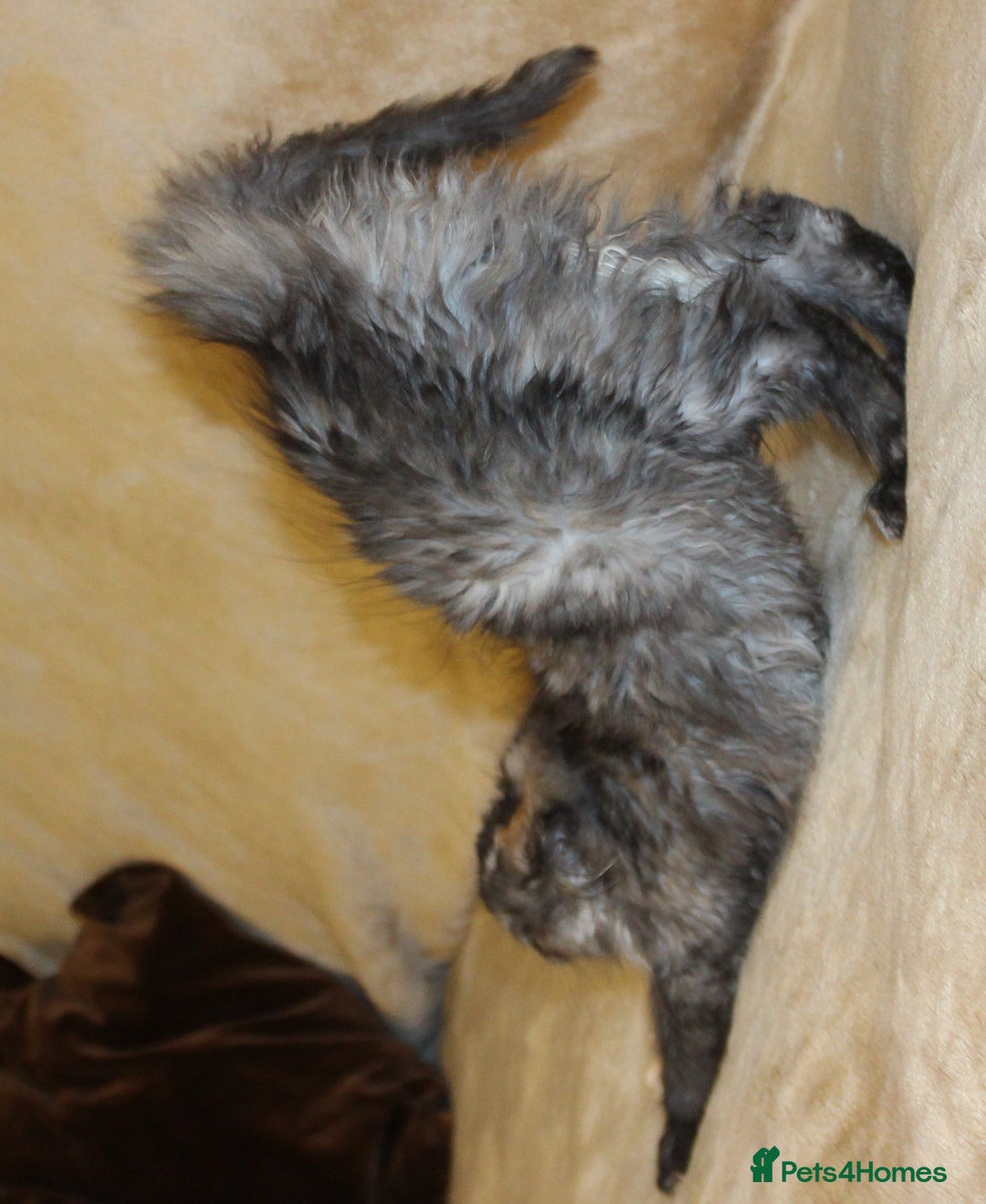 Maine Coon cats for sale: Beautiful GCCF registerd Maine Coon Girls - Image 7