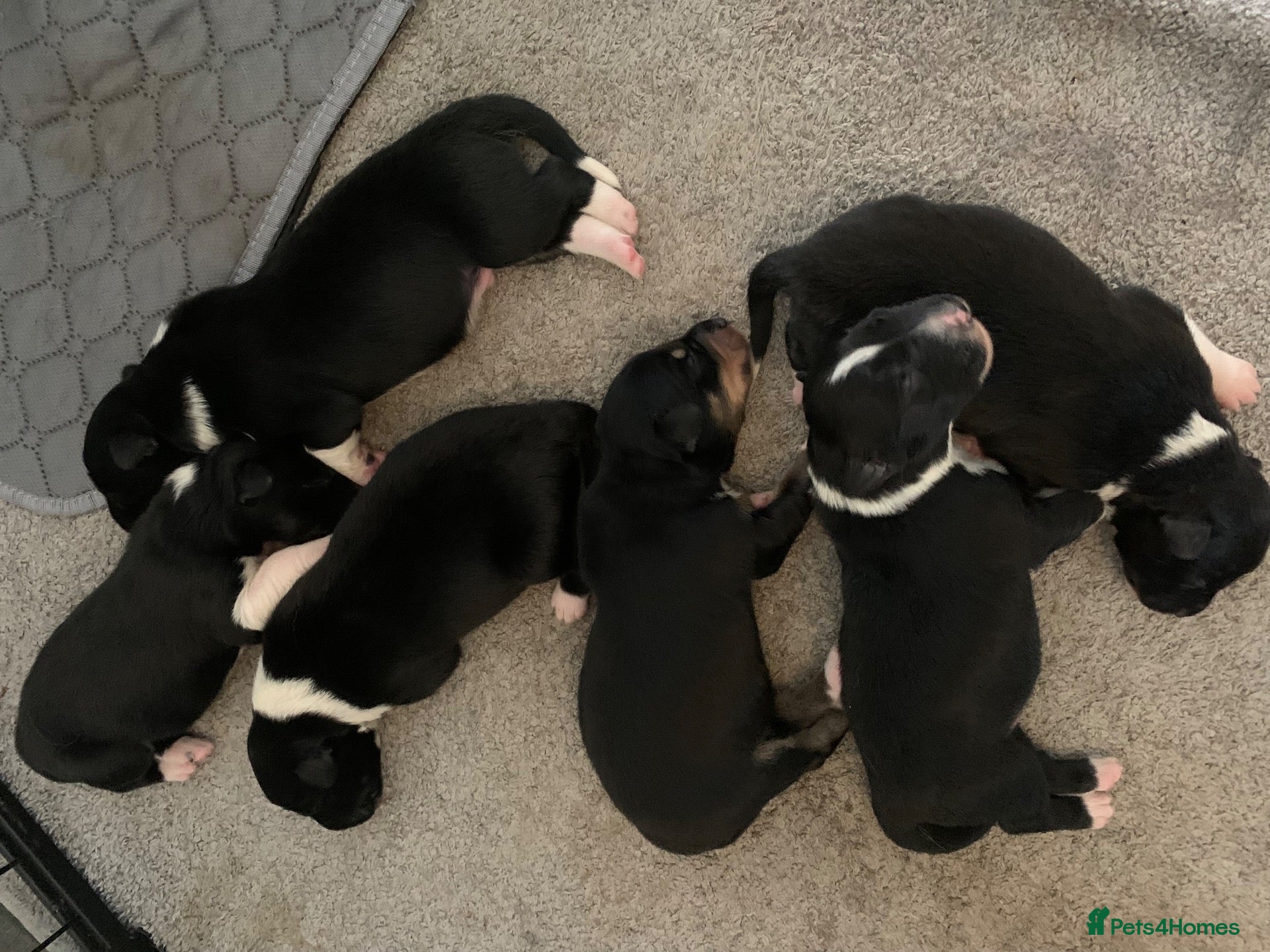 Border Collie dogs Pure border collie pups - Advert 17