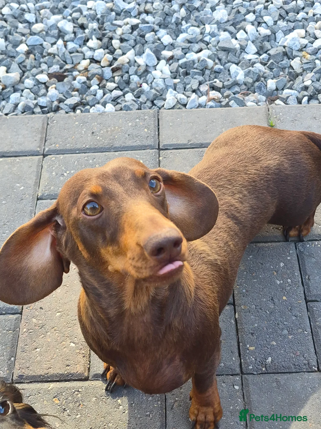 Miniature Dachshund dogs for sale: Darling Wilma Looking for Her Retirement Home - Advert 2