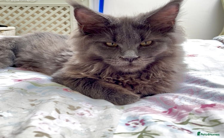 Maine Coon cats - Advert 1