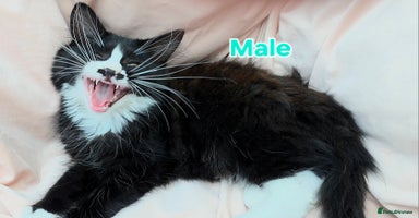 Mixed Breed cats - Advert 6