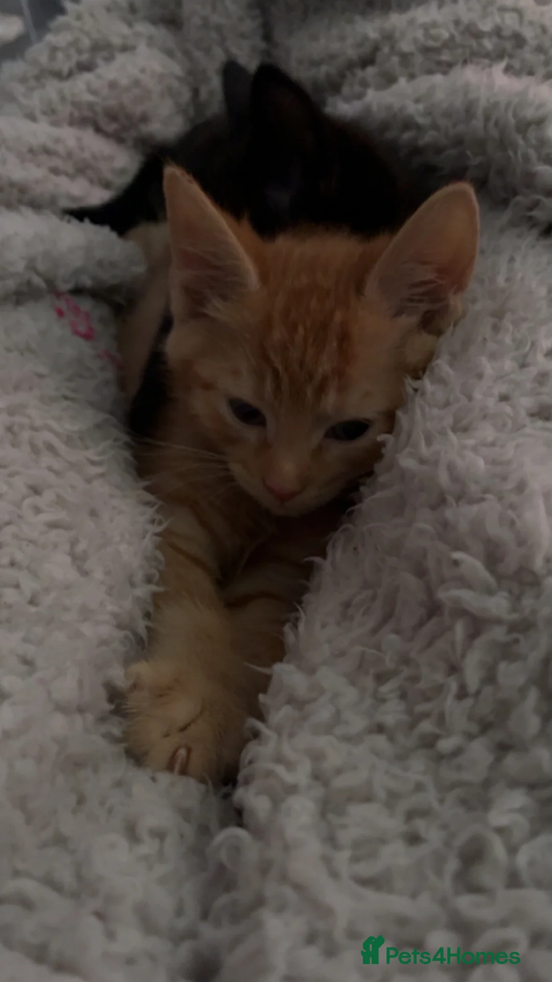 Mixed Breed cats for sale: Beautiful fluffy cuddly kittens for sale!!!  - Advert 9