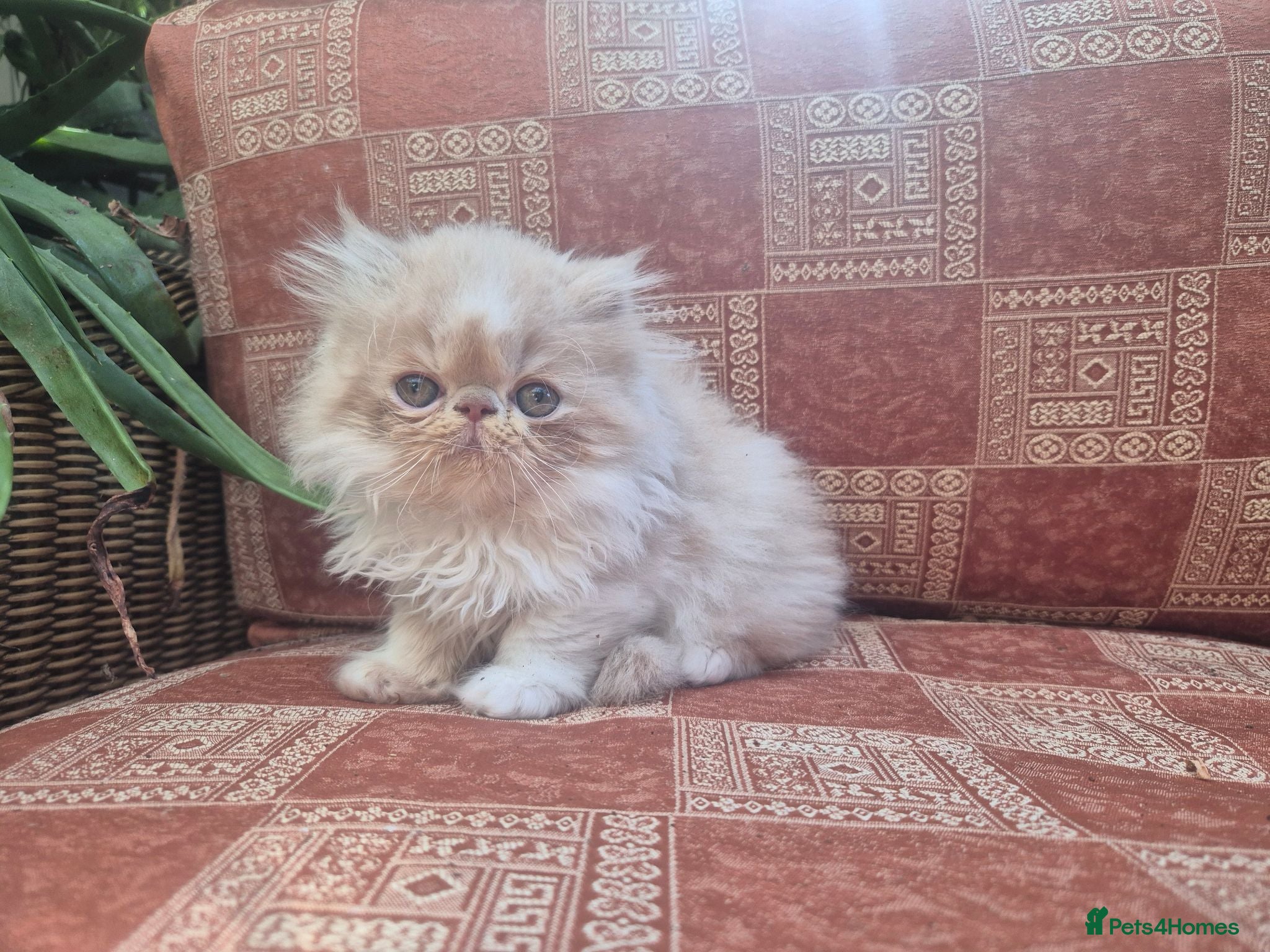 Persian cats ❤️Exceptional Persian boy-mum imported from 🇨🇳  - Advert 2