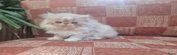 Persian cats for sale: ❤️Exceptional Persian boy-mum imported from 🇨🇳  - Advert 2