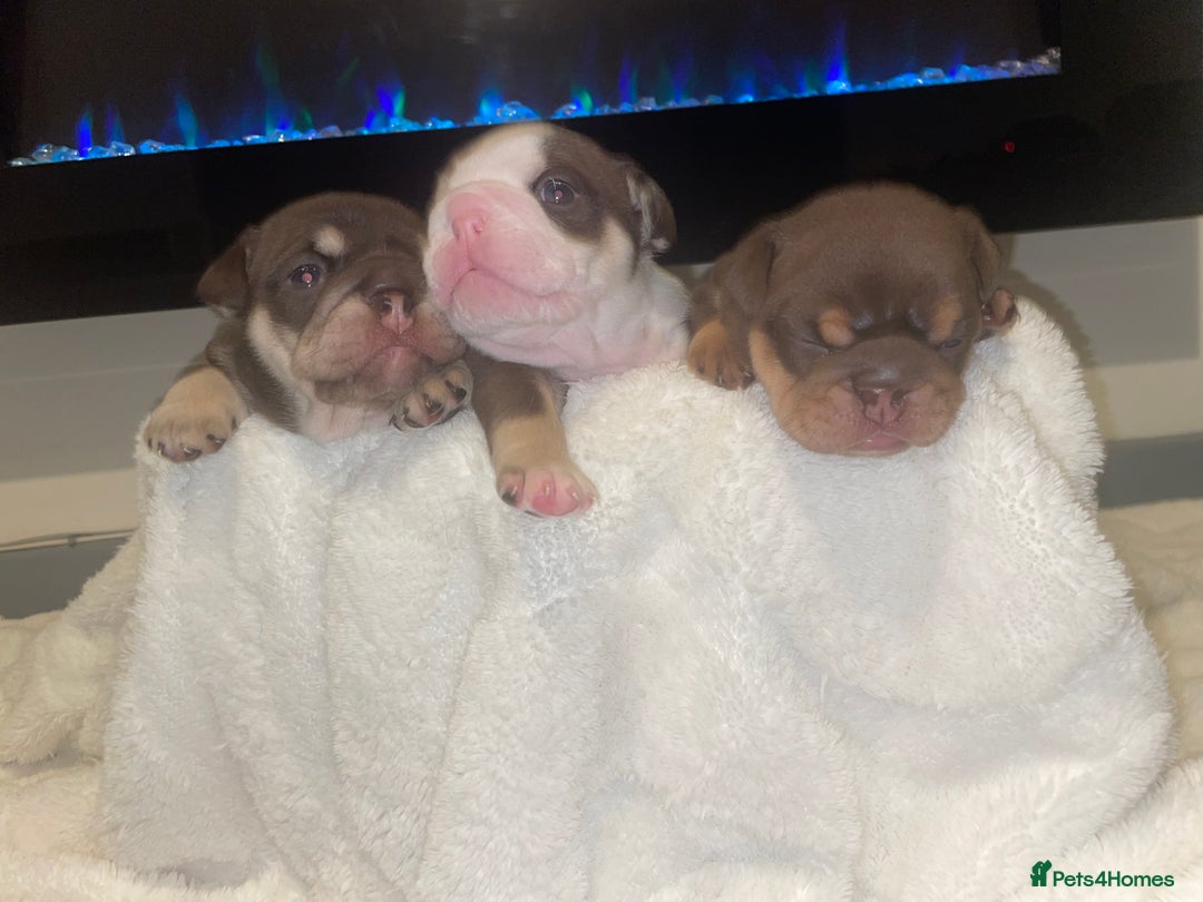 English Bulldog dogs for sale: TOP CLASS  English Bull Dog puppies  - Advert 19